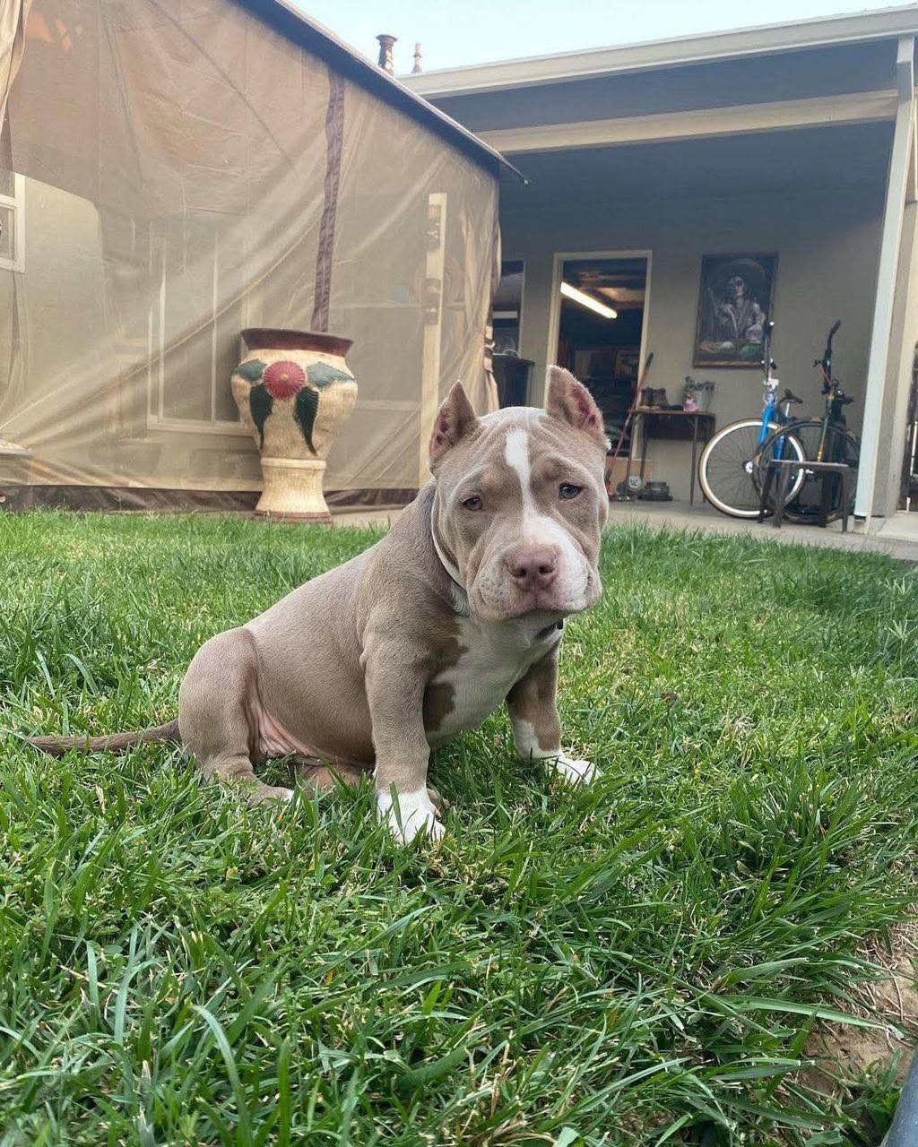 Selma, lilac female American Bully